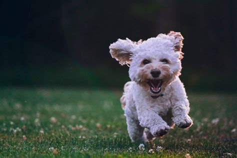 The Significance of Maintaining Your Pup's Hygiene