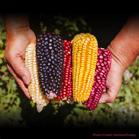 The Significance of Maize in Cultural Identity