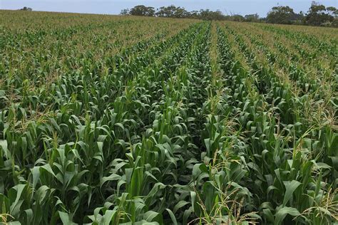 The Significance of Maize in the Farming Field