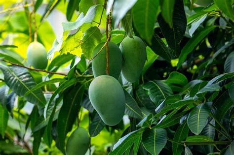 The Significance of Mango in Hindu Rituals and Offerings