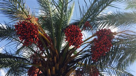 The Significance of Mature Date Palm Fruit in Various Cultures