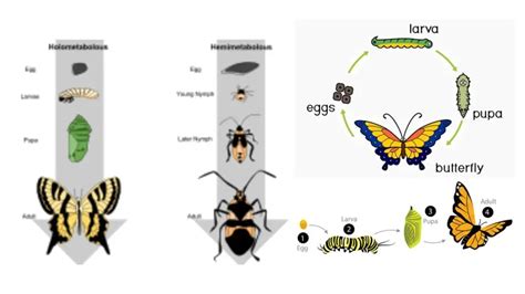 The Significance of Metamorphosis in Biological Research and Medicine