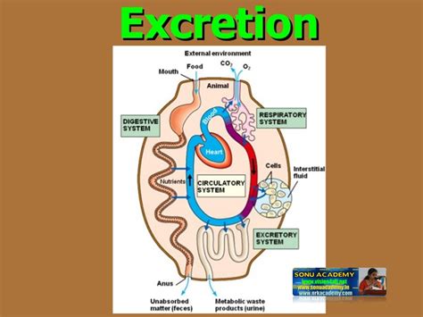 The Significance of Observing Another Individual's Excretion in Dreams