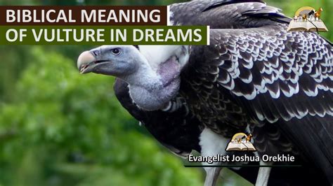 The Significance of Observing a Vulture in One's Dreams