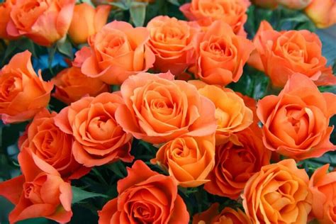 The Significance of Orange Roses in Various Cultures