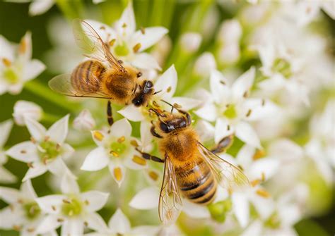 The Significance of Organic Farming in Preserving Bee Habitats