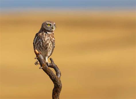 The Significance of Owls in Various Cultural Beliefs