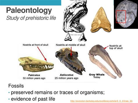 The Significance of Paleontology in Revealing Earth's Historical Narratives