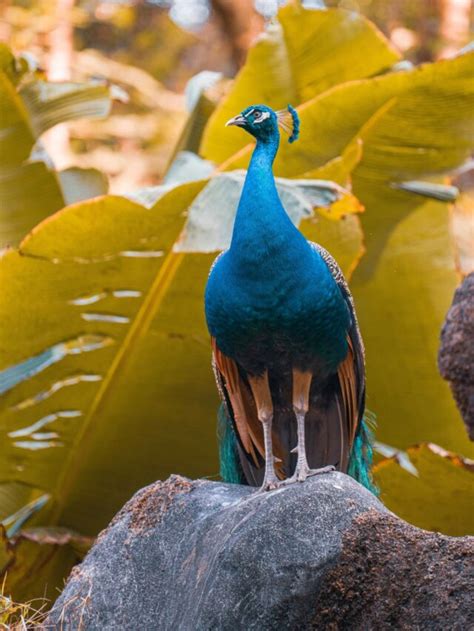 The Significance of Peafowl in Mythology and Folklore