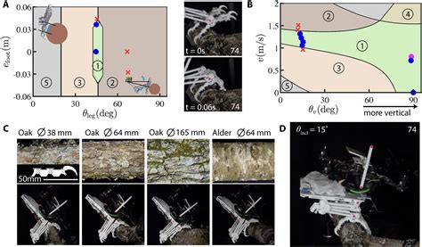 The Significance of Perching in an Arboreal Setting: Insights into Interpretation of Visions during Slumber