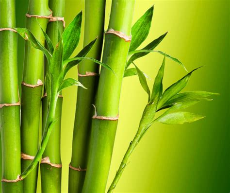 The Significance of Personal Associations: Unraveling the Interpretation of Bamboo Symbolism