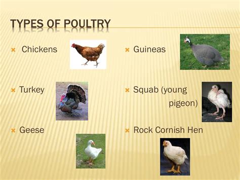 The Significance of Petite Poultry in Various Cultures