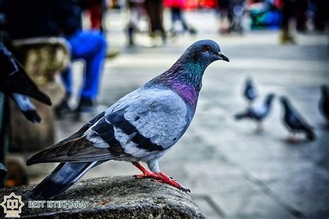 The Significance of Pigeons Feeding in Dreams: Exploring the Symbolic Link to Information or Experiences