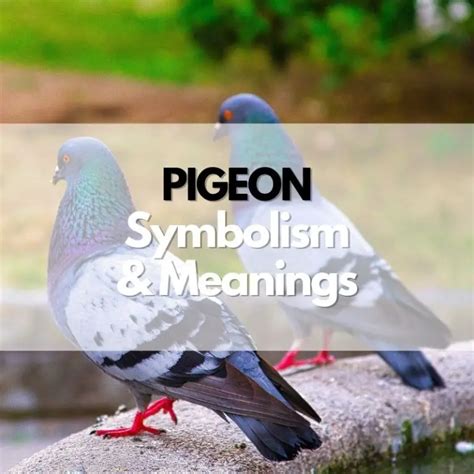 The Significance of Pigeons as Couriers in Symbolic Interpretations