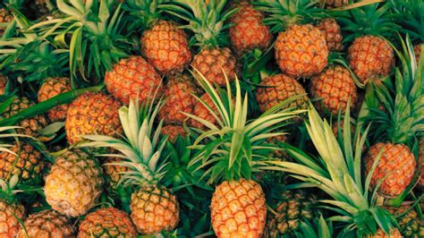 The Significance of Pineapple Fruit: Symbolism, Mythology, and Cultural Associations