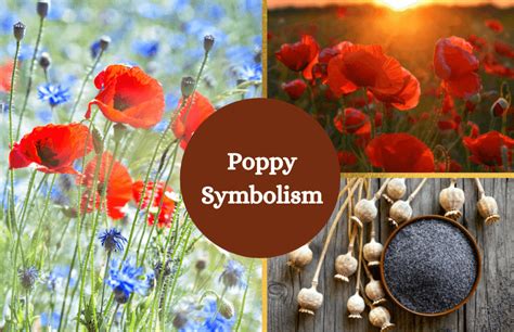 The Significance of Poppy Plants in Ancient Mythology