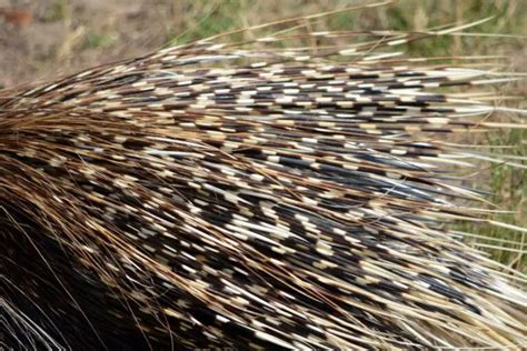 The Significance of Porcupine Quills in Indigenous Cultures