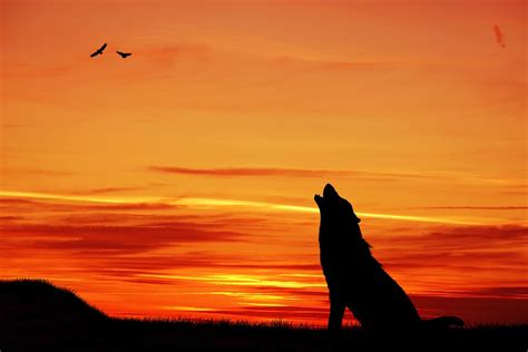 The Significance of Powerful Dreams and their Link to the Wolf Spirit