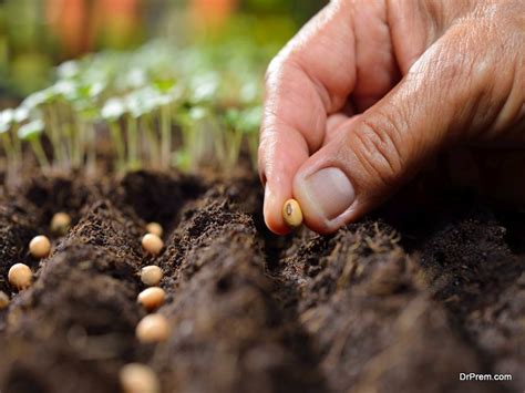 The Significance of Proper Seed Selection and Preparation