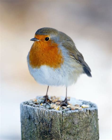 The Significance of Protecting Robins