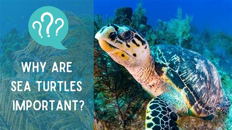 The Significance of Protecting Sea Turtles for the Environment