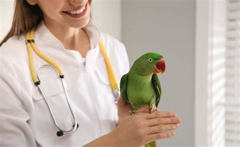 The Significance of Regular Veterinary Check-ups: Ensuring Avian Well-being and Longevity