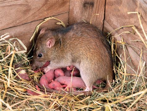 The Significance of Rodent Offspring in One's Nightmares