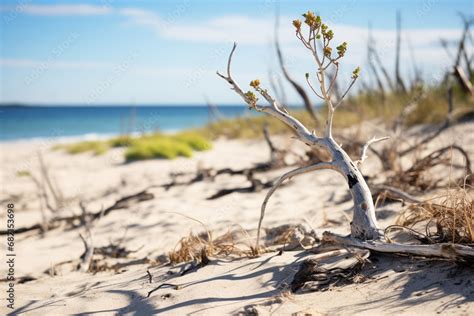 The Significance of Sand Crabs in Coastal Ecosystems: Ecological Roles and Interactions