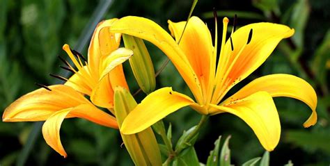 The Significance of Scarlet and Ivory Lilies: The Profound Symbolism They Hold