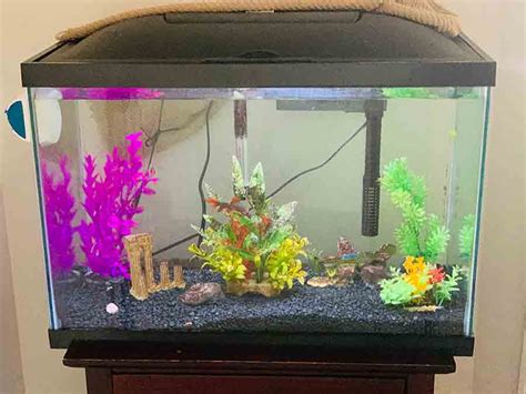 The Significance of Selecting the Appropriate Aquarium