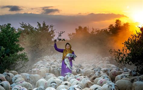 The Significance of Sheep Herding in Different Cultures