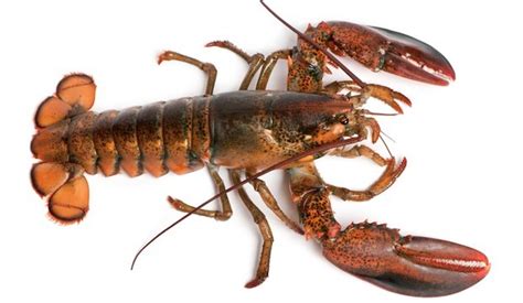 The Significance of Shell Composition in Lobster Survival