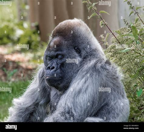 The Significance of Sleep in Gorilla Social Interactions