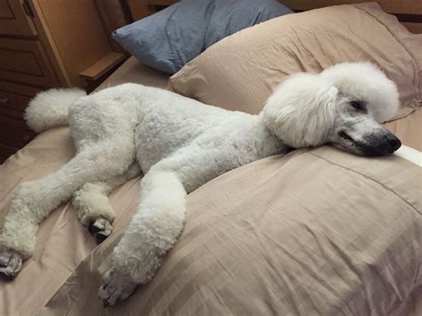 The Significance of Sleep in a Poodle's Life