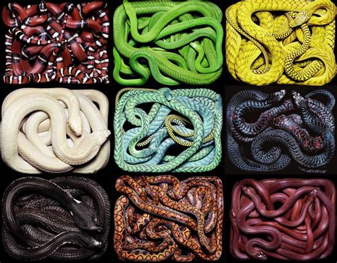 The Significance of Snake Colors in Dream Interpretation