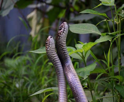 The Significance of Snake Mating: A Symbolic Reflection of Individual Evolution