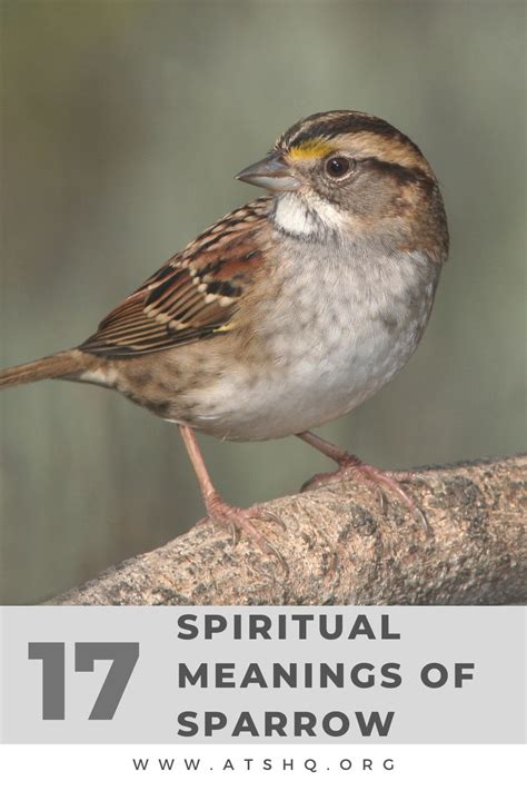 The Significance of Sparrows in Dreams Across Different Cultures