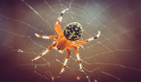 The Significance of Spider Birth Dreams in Different Cultures