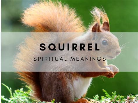 The Significance of Squirrels in the Interpretation of Dreams