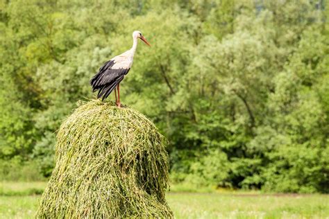 The Significance of Storks in Various Cultural Beliefs and Traditions