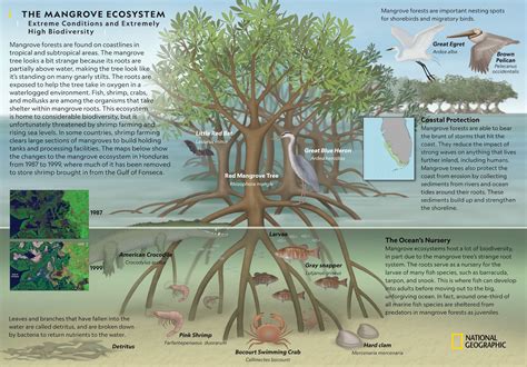 The Significance of Swamps in Different Cultures and Historical Contexts