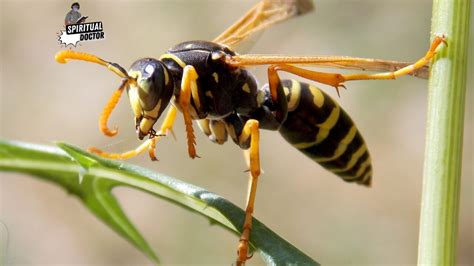 The Significance of Swarming Wasps: A Glimpse into Inner Turmoil