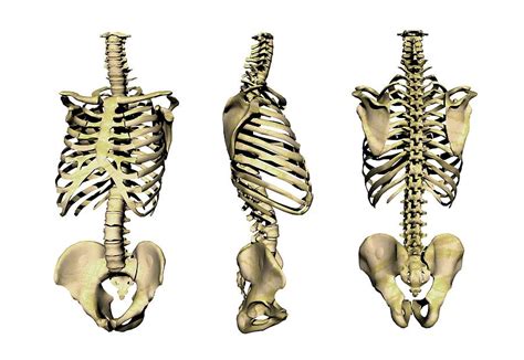 The Significance of Symbolic Nighttime Visions Involving the Skeletal Structure