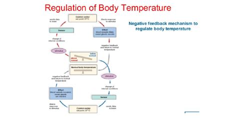 The Significance of Temperature Regulation