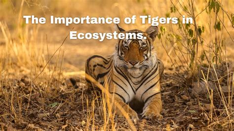 The Significance of Tigers in Natural Ecosystems