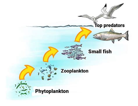 The Significance of Tiny Fish in Aquatic Environments