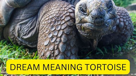 The Significance of Tortoises in Dream Symbolism