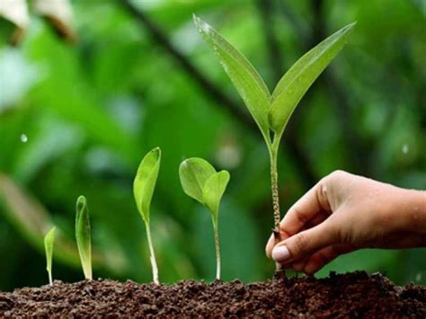 The Significance of Tree Plantation in the Contemporary World