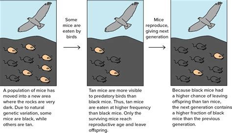 The Significance of Turkeys Scaling Trees: A Critical Evolutionary Strategy