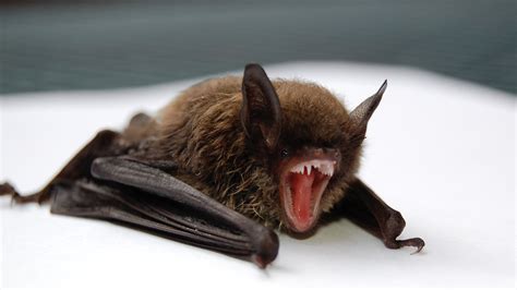 The Significance of Vampire Bats in Popular Culture